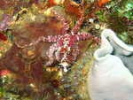 Octopis sp. 2 - Zottiger Tintenfisch