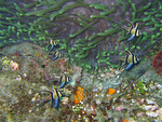 Pterapogon kauderni - Banggai Kardinalfisch