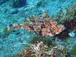 Pseudomonacanthus macrurus - Strap-weed file-fish