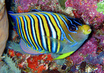 Pomacanthus imperator - Kaiserfisch