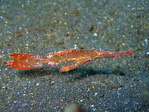 Solenostomus leptosomus - Zarter Geisterpfeifenfisch