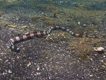 Myrichthys colubrinus  - Harlekin Schlangenaal