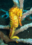 Hippocampus taeniopterus - Gewöhnliches Seeferdchen