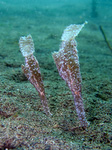 Solenostomus cyanopterus - Robuster Geisterpfeifenfisch