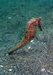Hippocampus spinosissimus - Stacheliges Seepferdchen