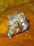 Canthigaster cinctus - Spitzkopfkugelfisch
