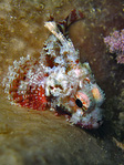 Parascorpaena mossambica - Mozambique scorpionfish
