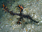 Solenostomus paradoxus - Schmuck-Geisterpfeifenfisch