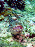 Synodus variegatus - Riff-Eidechsenfisch