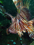Pterois volitans - Pazifischer Rotfeuerfisch