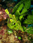 Solenostomus halimeda - Halimeda-Geisterpfeifenfisch
