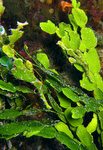 Solenostomus halimeda - Halimeda-Geisterpfeifenfisch