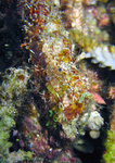 Urocaridella sp. 2 - Rock cleaner shrimp