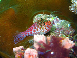 Cirrhitichthys oxycephalus - Gefleckter Korallenwächter
