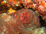 Octopus cyanea - Tintenfisch