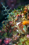 Hippocampus Pontohi - Zwerg-Seepferdchen