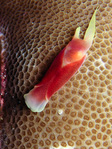 Chelidonura amoena - Sternen-Kopfschildschnecke