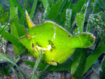 Acreichthys tomentosus - Bristle-tail file-fish