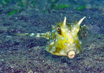 Lactoria cornuta - Long-Horned Cowfish
