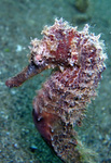Hippocampus spinosissimus - Stacheliges Seepferdchen