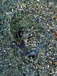 Trachinocephalus myops - Eidechsenfisch