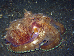 Octopus marginatus - Venen Tintenfisch