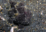 Antennarius pictus - Rundflecken Anglerfisch (bemalter Fühlerfisch)