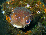 Cyclichthys orbicularis - Igelfisch