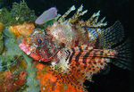 Dendrochirus brachypterus - Kurzflossen Zwergfeuerfisch