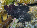 Taenianotus triacanthus - Schaukelfisch