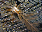 Hyastenus bispinosus - Kleine Dekorier-Spinnenkrabbe
