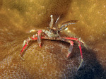 Naxioides taurus - Bullen-Spinnenkrabbe