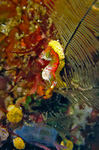 Hippocampus Pontohi - Zwerg-Seepferdchen