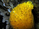 Holothuria aculeata - Stachlige Seewalze