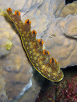 Bornella anguilla - Nudi-Fish