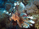 Pterois miles - Indischer Rotfeuerfisch