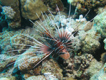 Pterois radiata - Strahlen Rotfeuerfisch