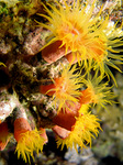 Dendrophyllia gracilis - Kelchkoralle