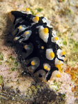 Phyllidia sp.