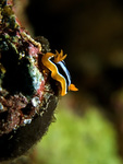 Chromodoris quadricolor