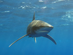 Carcharhinus longimanus - Weißspitzen-Hochseehai