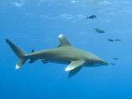 Carcharhinus longimanus - Weißspitzen-Hochseehai