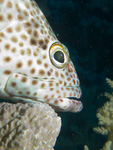 Epinephelus tauvina - Braunflecken-Zackenbarsch