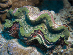 Tridacna gigas - Grosse Riesenmuschel