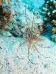 Pterois miles - Indischer Rotfeuerfisch