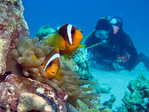 Amphiprion clarkii - Clarks Anemonenfisch