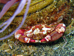 Lissocarcinus laevis - Harlekin Schwimmkrabbe