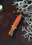 Leander plumosus - Felsengarnele (Borstengarnele)