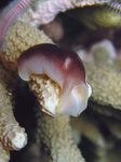 Chelidonura amoena - Sternen-Kopfschildschnecke