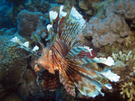 Pterois miles - Indischer Rotfeuerfisch